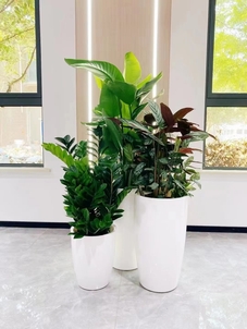 专业植物出租哪家强?宁波杭州湾等你来瞧